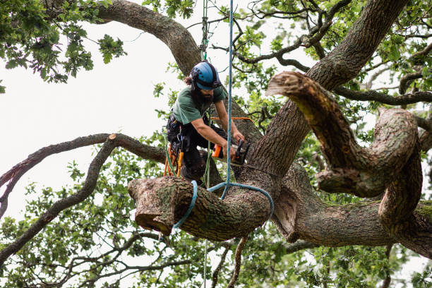 Mount Pleasant, TX Tree Removal Services Company