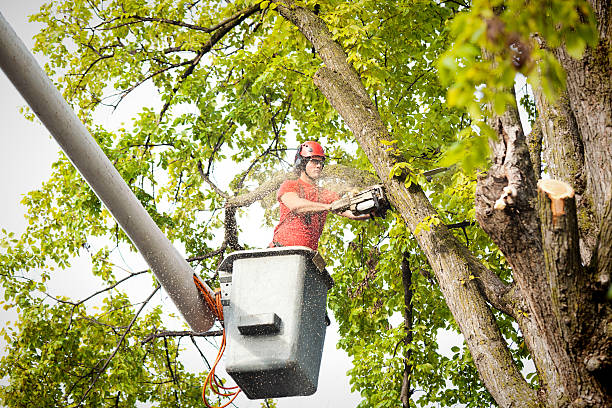 How Our Tree Care Process Works  in  Mount Pleasant, TX